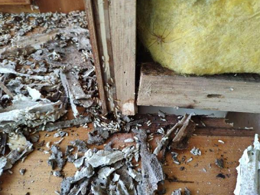 东城白蚁防治所发现白蚁危害时必需做好以下几方面工作