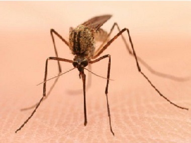 万江消杀虫害公司常用的灭蚊子的办法有哪些