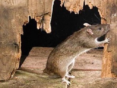塘厦除虫灭鼠中心教你8招驱鼠方法赶走家里的老鼠