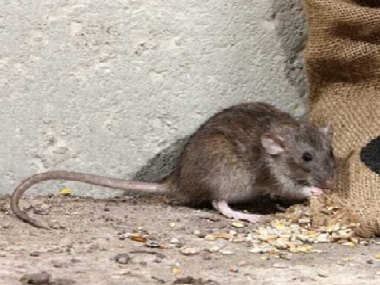 大朗除虫灭鼠公司有什么方法灭鼠防鼠，如何做好环境防治