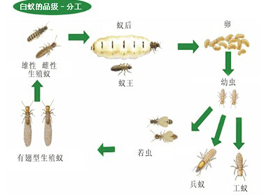 沙田白蚁备案公司——白蚁的生活习性是什么