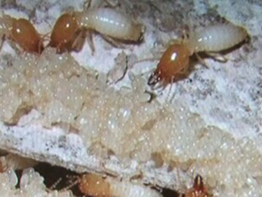 东莞白蚁预防公司家庭室内防治白蚁的方法