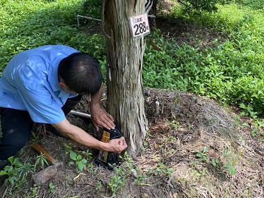寮步白蚁防治所园林绿化有白蚁危害该如何灭治