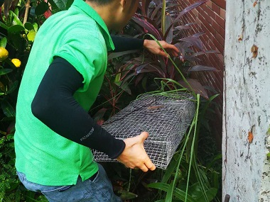麻涌专业抓蛇机构在住宅小区遇到蛇的正确应对方式