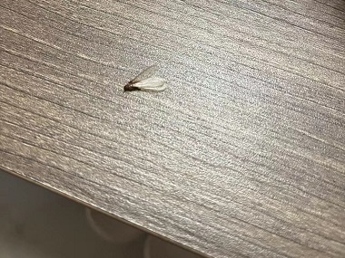 沙田灭除白蚁所家里出现带翅膀的白蚁怎么办